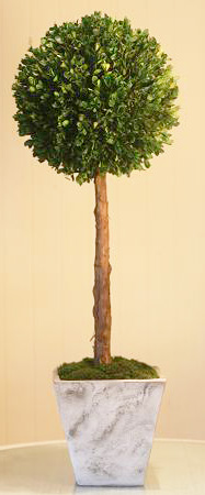 30" LollyPop